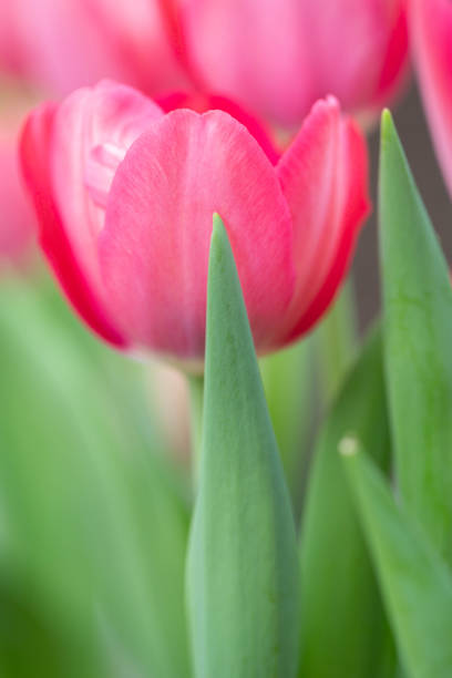 This perfect pink Tulip blooms in my springtime garden in Tennessee stock photo