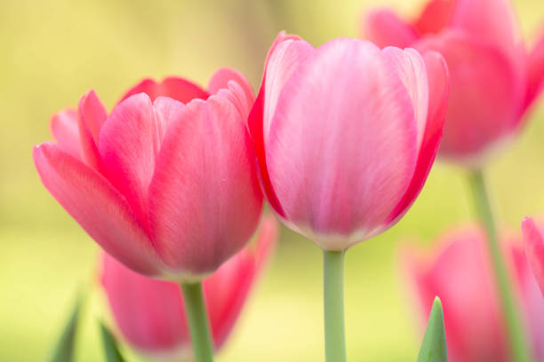 These pink Tulips friends are together in my spring garden stock photo