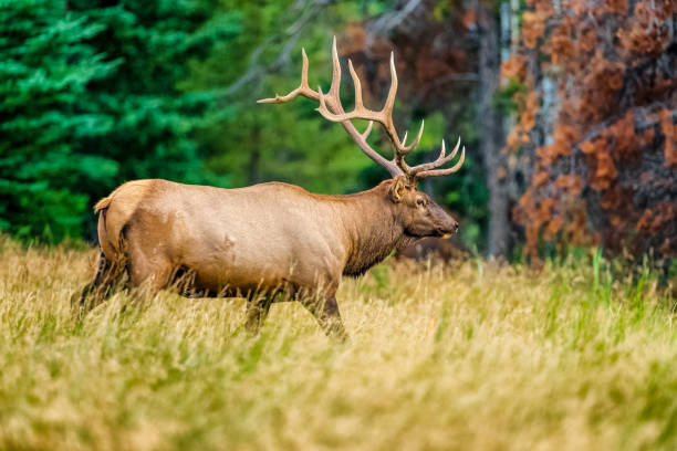 istock Jasper National Park in Alberta Canada 1317144939