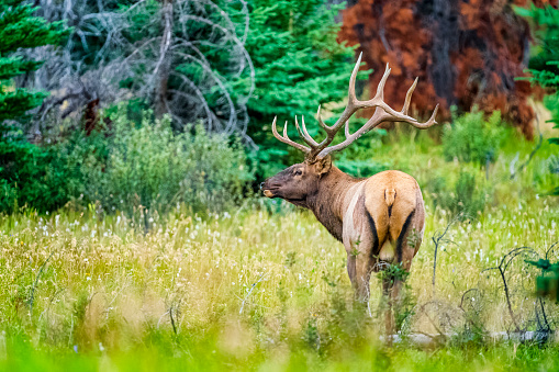 Bull elk with antler rack in Jasper National Park