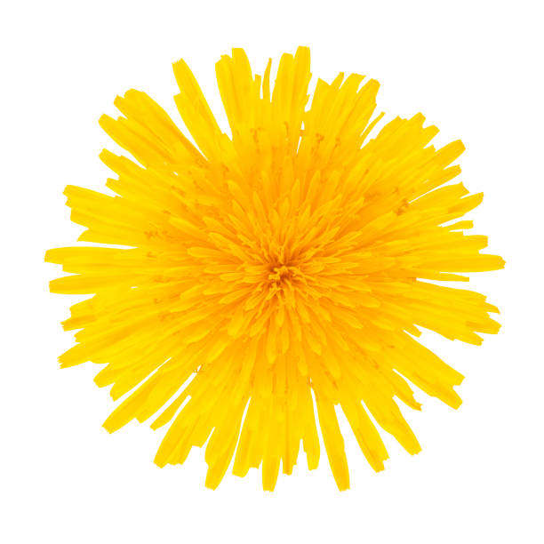 Bouquet of yellow spring dandelions isolated on white background