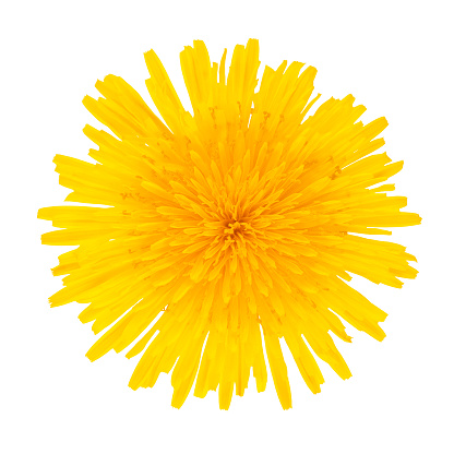 Dandelion yellow flower isolated on a white background.