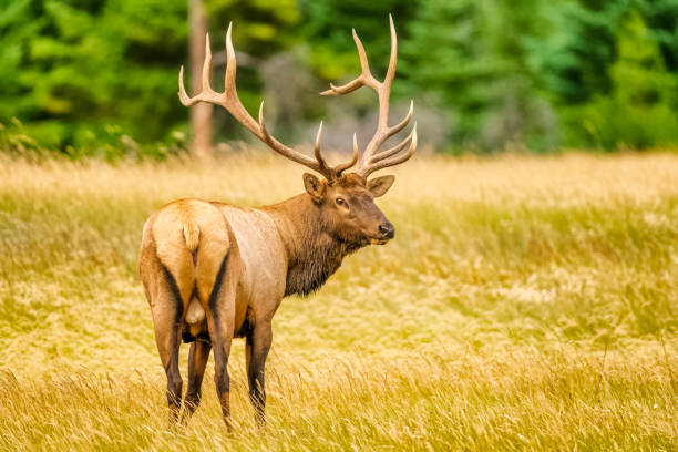 istock Jasper National Park in Alberta Canada 1317145058