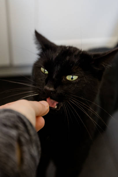 istock black cat gets a treat 1317145807