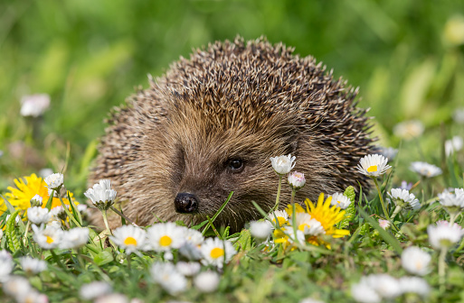 Hedgehog, Scienitifc name: Erinaceus Europaeus.  Wild, native, European hedgehog in Springtime with white daisies and yellow dandelions.  Facing forward.  Copy space.  Horizontal.