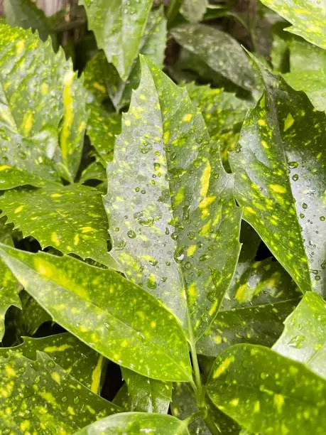 A closeup shot of green plants