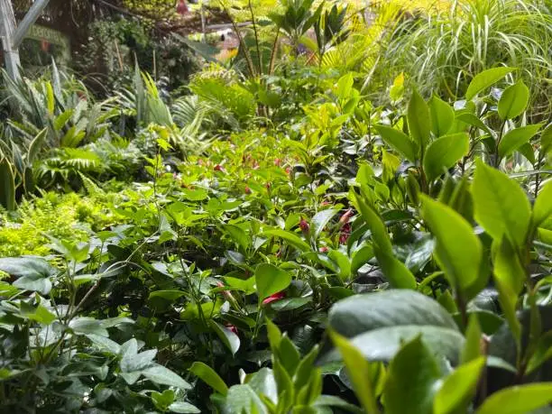 Beautiful shot of exotic green leaves in thick bushes full of tropical plants and trees