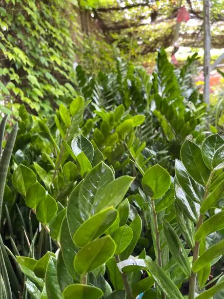 Closeup shot of green plants