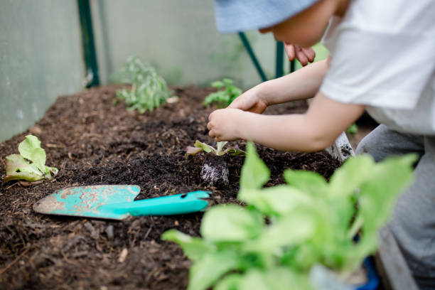 istock Child planting small plants in a Vegetable patch 1317146652