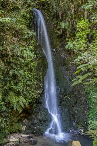 The water at McLaren Falls drops steeply into a small pool at the base. The edges of the falls are lined with native ferns, mosses and plants.