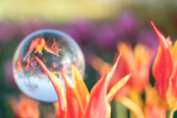 Orange tulip mirroring in Christal lens ball holding in hand against green and blurred pink background, Slovenia