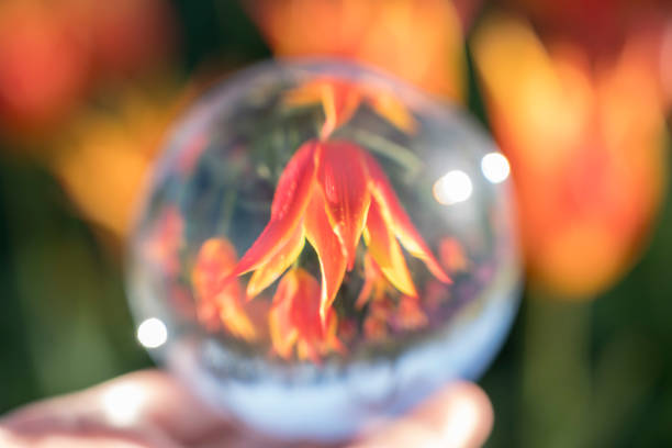 Orange tulip mirroring in Christal lens ball holding in hand against green and orange background, Slovenia