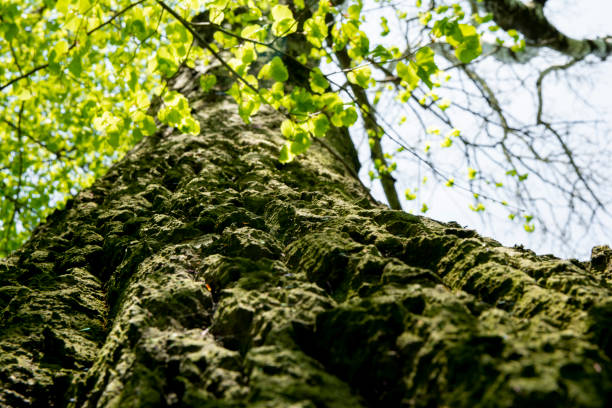 istock trees in a spring sunny day with green leaves. 1317149292