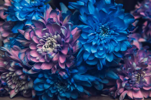 Photo of Violet, blue and pink chrysanthemum. A bouquet of chrysanthemums. Chrysanthemum Flower Close up.