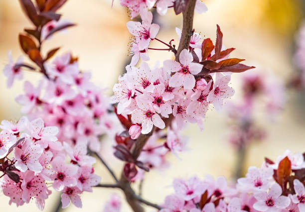 hermosas flores rosadas de ciruela de hojas púrpuras prunus cerasus cerasifera pissardii tree en primavera. flor de árbol de prunus. árbol ornamental en el parque de la ciudad. - cherry blossom sakura cherry tree tree fotografías e imágenes de stock