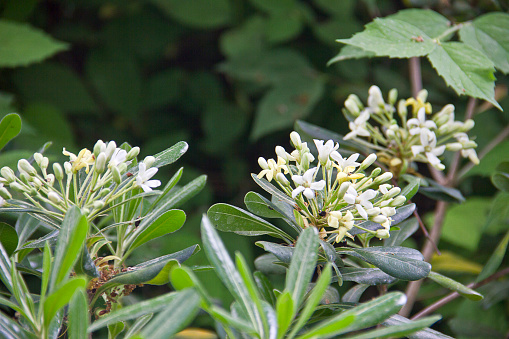 Pittosporum (Pittosporum tobira), ornamental tree or bush with very scented leaves. Common hedge on Mediterranean. spring time istanbul
