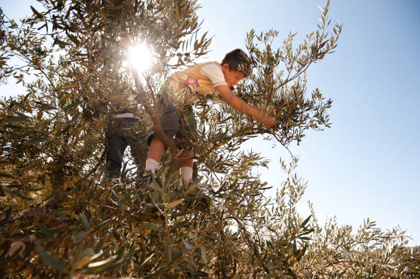Palestine Olive Harvest stock photo