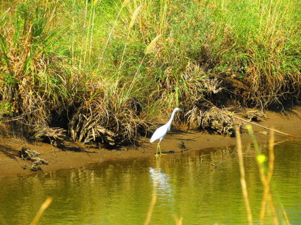 istock Nature landscape with great egret . 1317152030