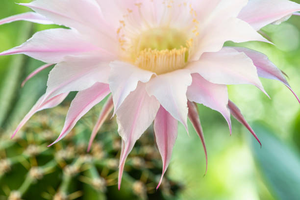 Cactus, Plant, Botany, Thorn, Beauty in Nature