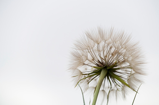 Macro shot of dandelion seeds