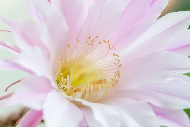 istock The cactus Echinopsis bloom a beautiful large pink flowers 1317152882