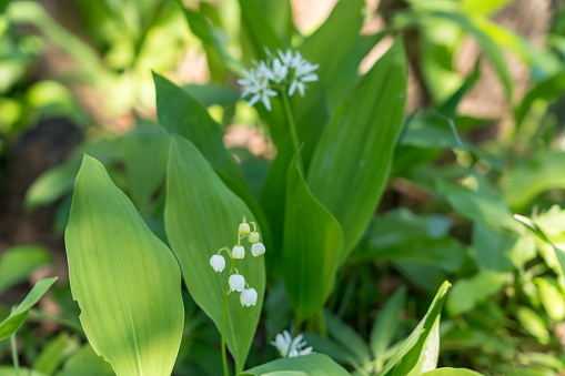 Lily of the valley and ramson, wild garlic, growing together in forest. Lily of the valley in very poisonous, ramson very healthy, but they have very similar leaves.