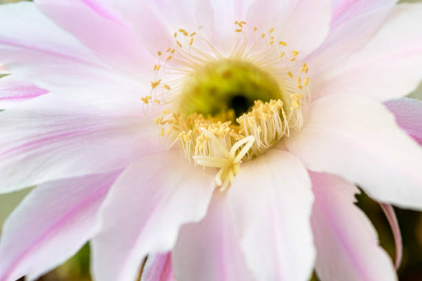 Close-up shoot of Echinopsis eyriesii flower from above