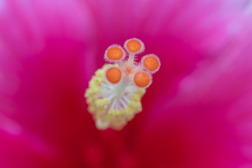 red hibiscus flower or hibiscus rosa sinensis closeup revealing pistil and stamen parts wrapped inside flower petals