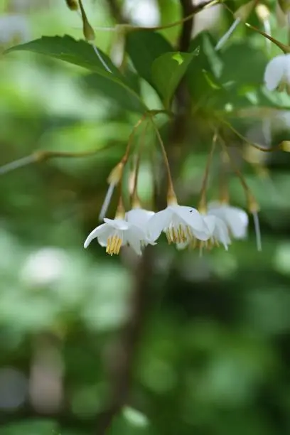Japanese snowbell (Styrax japonica) flowers. Styracaceae deciduous tree.