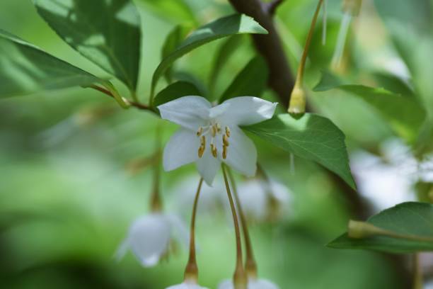 istock Japanese snowbell (Styrax japonica) flowers. 1317153407