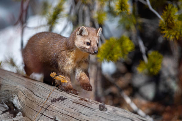Pine Marten Stock Photos, Pictures & Royalty-Free Images - iStock