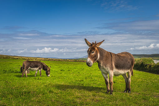 Donkeys or mules, Equus asinus, grazing on green pasture or farm at Kerry Cliffs, Portmagee, Ireland