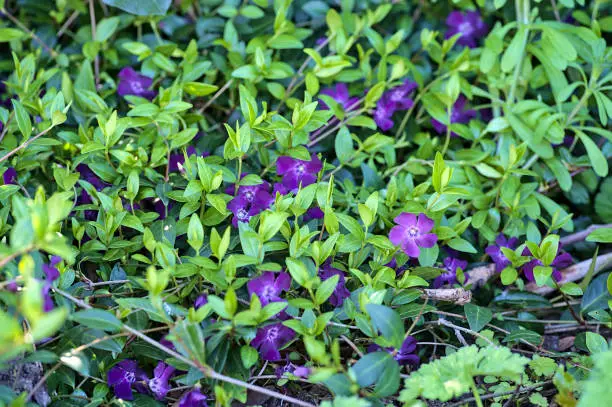 Photo of Closeup view of violet common periwinkle (Vinca Apocynaceae) flowers used in chromo therapy to reduce anger and anxiety, Ballinteer, Dublin, Ireland