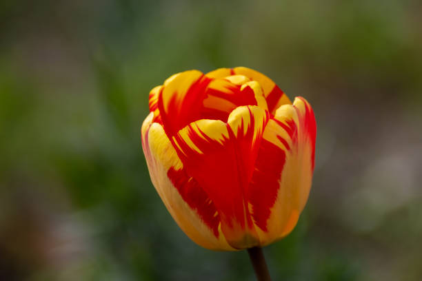 istock Gorgeous tulip flower close up. 1317154411