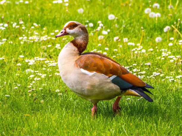 Egyptian goose standing in green grass with wildflowers in the meadow