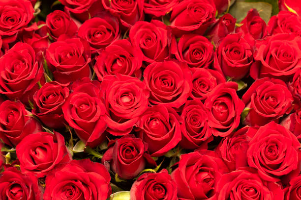 istock Buy her a rose 1317155760