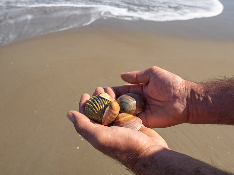 MALE hands with seashells on light sand. Natural beach concept.