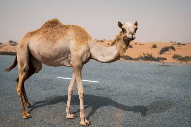 camellos en la carretera en el desierto bloqueando el tráfico en emiratos árabes unidos - camello dromedario fotografías e imágenes de stock