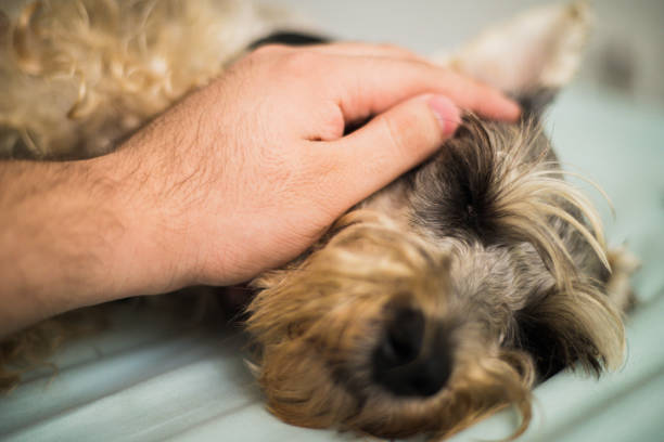 istock Cervero being petted 1317157473
