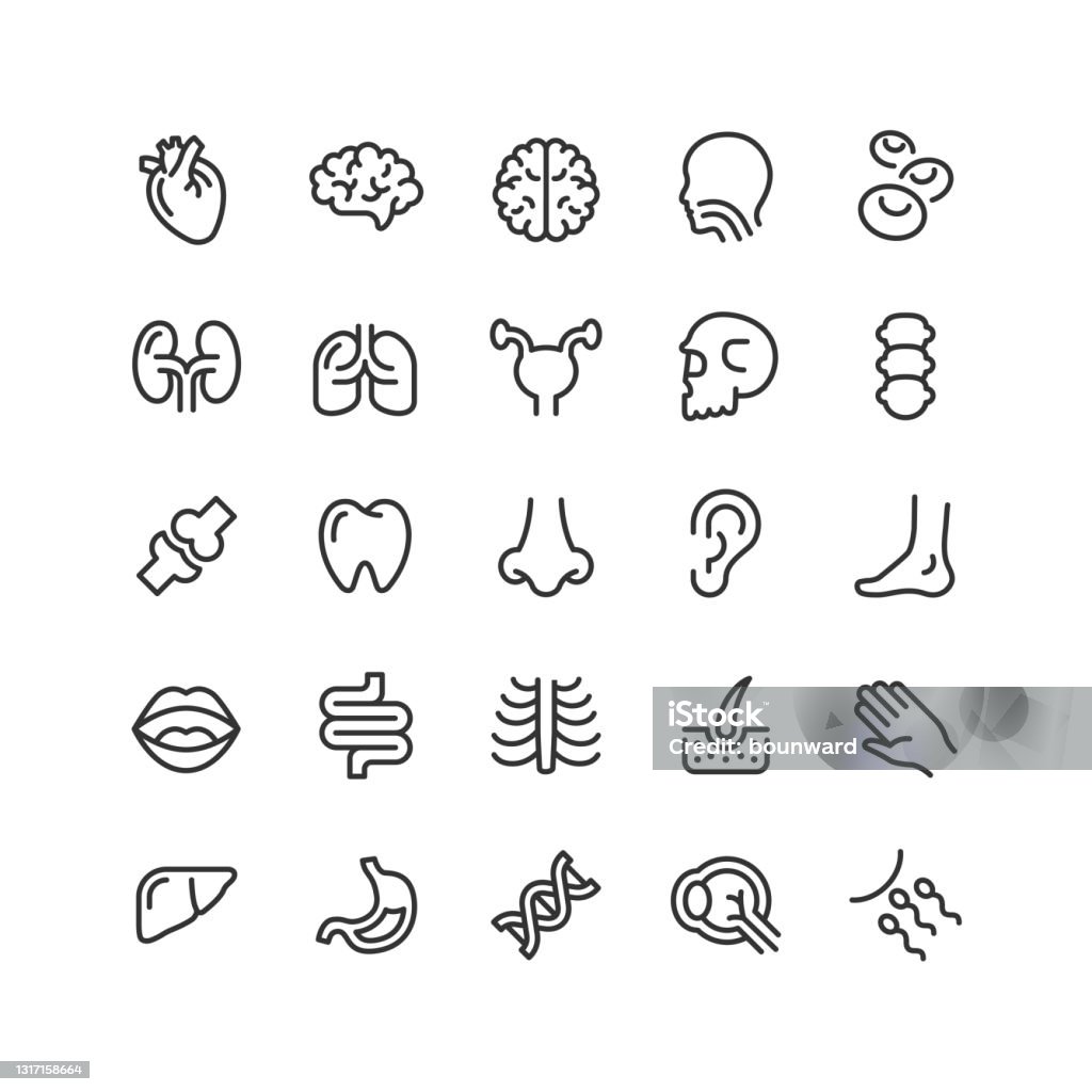 Menschliche Anatomie Linie Icons editierbaren Strich - Lizenzfrei Icon Vektorgrafik