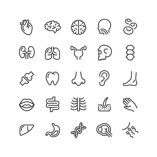 menschliche anatomie linie icons editierbaren strich - leber anatomiebegriff stock-grafiken, -clipart, -cartoons und -symbole