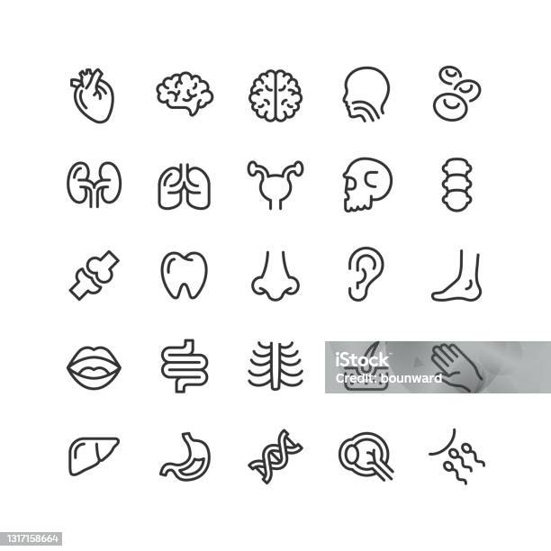 Menschliche Anatomie Linie Icons Editierbaren Strich Stock Vektor Art und mehr Bilder von Icon