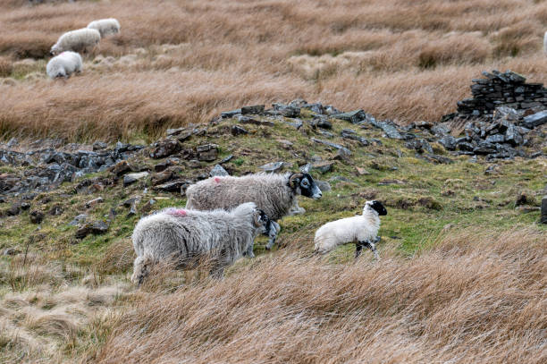 istock Sheep and lamb grazing in long grass 1317158888