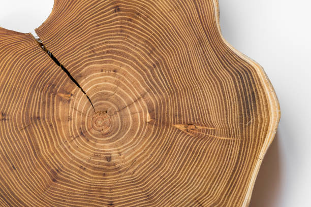 Cracked acacia wood slice on white background, top view. A tree cells arranged in concentric circles  (annual rings, growth rings, age rings)