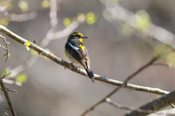 istock a narcissus flycatcher on the branch of tree 1317159209
