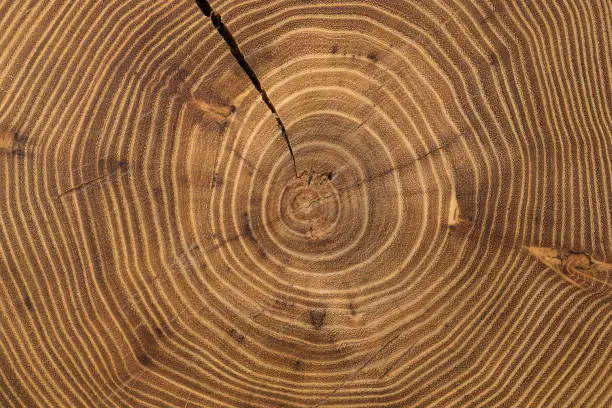 Cross-section of acacia tree with growth rings and crack. Abstract wooden background