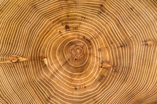 Cross-section of acacia tree with annual growth rings (annual rings). Full frame of wood slice for background