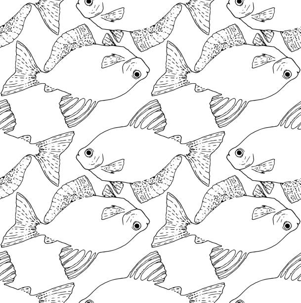Seamless pattern of sea fish Sera Tetra . Cute tropical fish pattern-picture for coloring. Vector pattern of black sketch fish ternetzi swimming in different directions for design template Cute tropical fish - a picture for coloring. Vector linear fish - animal design element. Aquarium fish - pet. Outline. hand drawing. Contour.Seamless pattern of sea fish Ternecia. Cute tropical fish pattern-picture for coloring. Vector pattern of black sketch fish swimming in different directions for design template pisces fish tattoo designs drawing stock illustrations
