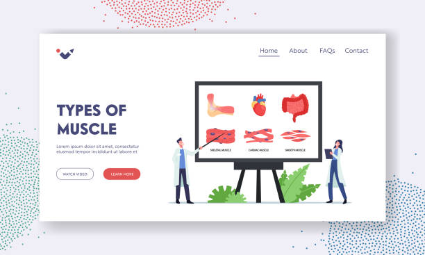 Types of Muscles Landing Page Template. Tiny Doctors Characters at Huge Board with Infographics Presenting Muscles Types of Muscles Landing Page Template. Tiny Doctors Characters at Huge Board with Infographics Presenting Skeletal, Cardiac and Smooth Muscles. Medicine, Anatomy. Cartoon People Vector Illustration myosin stock illustrations