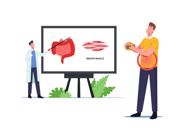 Tiny Doctor Character Presenting Intestines Smooth Musculature on Huge Screen with Infographics, Man Eating Fast Food Tiny Doctor Character Presenting Intestines Smooth Musculature on Huge Screen with Infographics, Man Eating Fast Food Having Problem with Belly or Stomach Muscles. Cartoon People Vector Illustration myosin stock illustrations